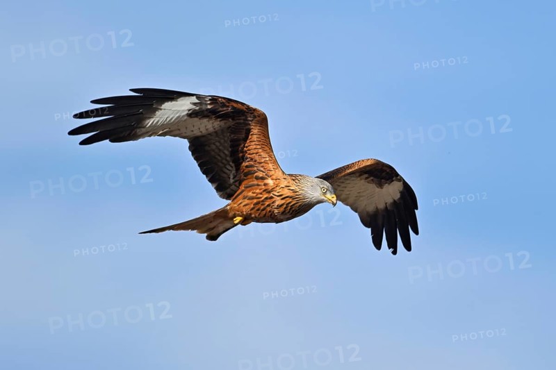 Red Kite, Red Kite, Montagu's Harrier, Montagu's Harrier (Milvus milvus), in flight, Canton Aargau, Switzerland, Europe