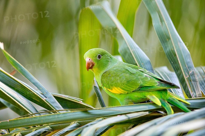 Yellow-winged Parakeet (Brotogeris chiriri) Pantanal Brazil