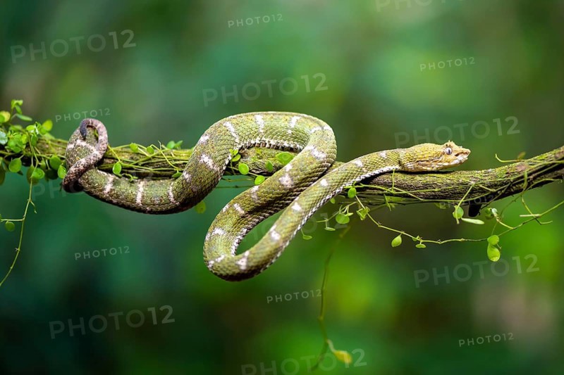 Griffin-tailed lance adder (Bothriechis schlegelii), green variety, sitting on a branch, Heredia province, Costa Rica, Central America