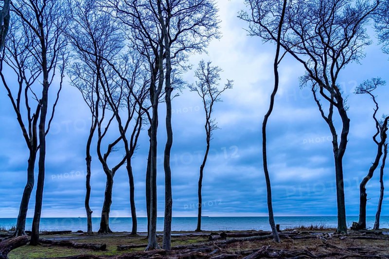 Ghost forest on the beach at the Baltic seaside resort of Nienhagen, Mecklenburg-Vorpommern, Germany, Europe