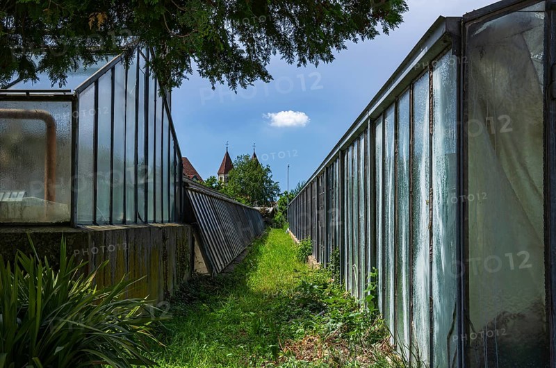 Greenhouses bear witness to the tradition of vegetable growing in the Niederzell district on the island of Reichenau, Lake Constance, Baden-Württemberg, Germany, with the church of St Peter and St Paul in the background, Europe