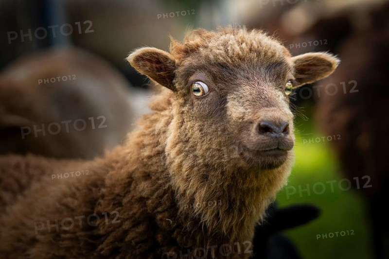 Brown sheep, portrait, funny facial expression, cautious, critical, Ouessant sheep (Breton dwarf sheep), grazing. Germany