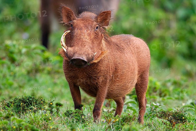 Warthog (Phacochoerus aethiopicus) Aberdare National Park Kenya