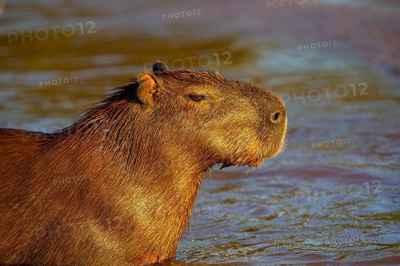 Capybara (Hydrochaeris hydrochaeris) Pantanal Brazil