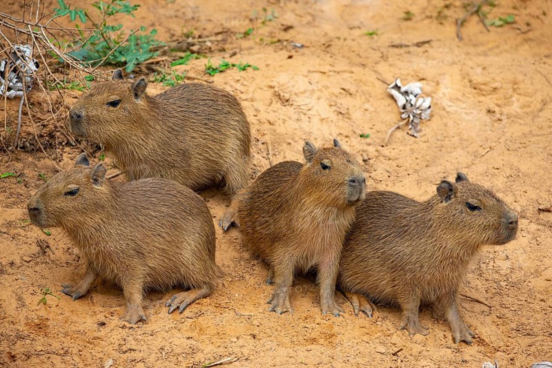 Capybara (Hydrochaeris hydrochaeris) Pantanal Brazil