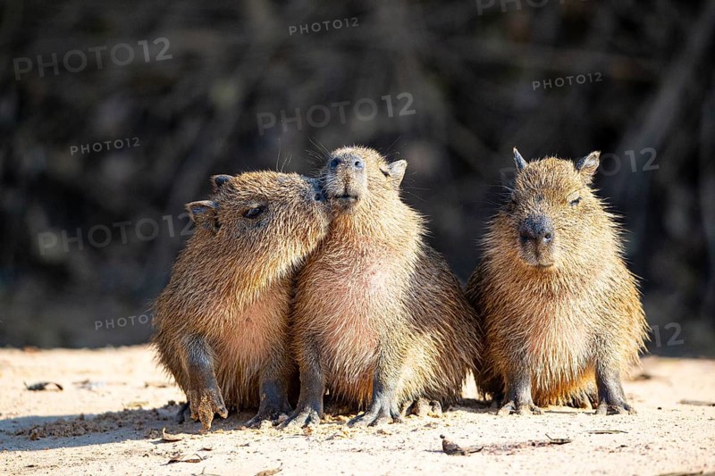 Capybara (Hydrochaeris hydrochaeris) Pantanal Brazil