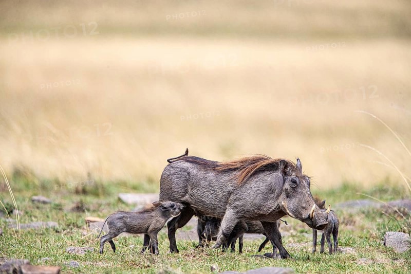 Warthog (Phacochoerus aethiopicus) Masai Mara Kenya