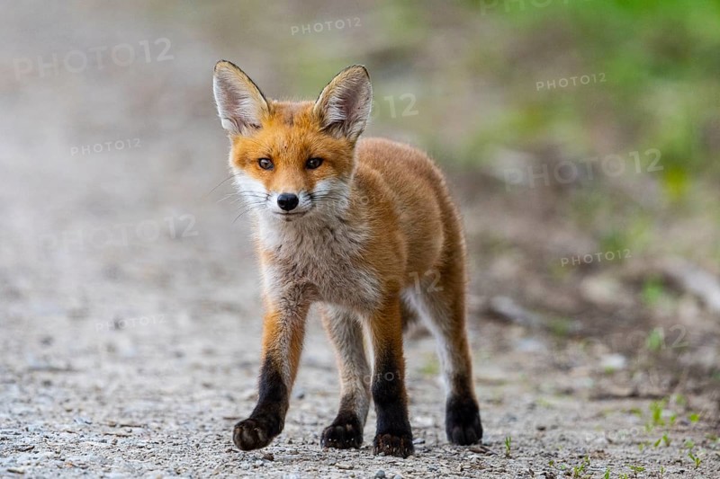 Fox (Vulpes vulpes) puppy Germany