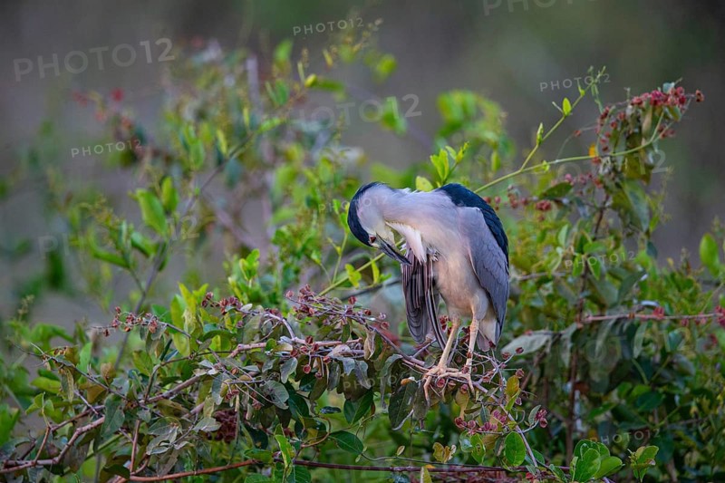Black crowned night heron (Nycticorax nycticorax) Pantanal Brazil