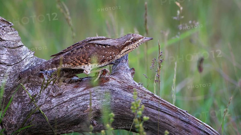 Eurasian wryneck (Jynx torquilla) Long-distance migrant, foraging on the ground, master of camouflage, mating, food specialist, Saxony-Anhalt, Middle Elbe Biosphere Reserve, Germany, Europe