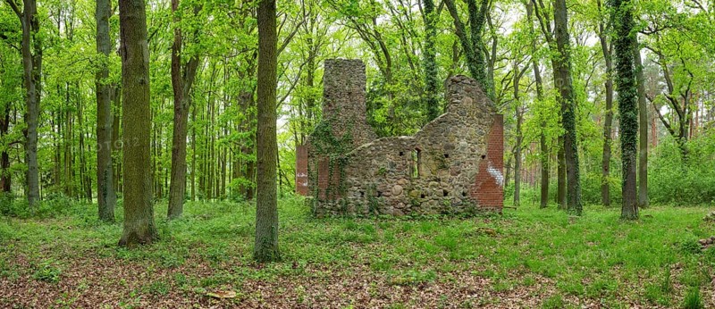 Ruins of a village church in the forest, fieldstone church, deserted village of Dangelsdorf, Hoher Fläming nature park Park, Brandenburg, Germany, Europe