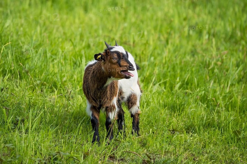Domestic goat, tricoloured pied, bleating, in a meadow. Germany