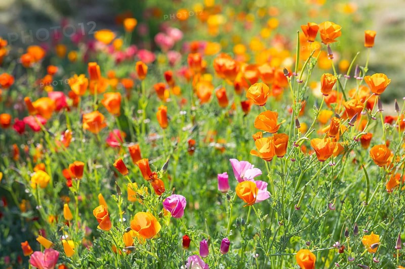 California poppy (Eschscholzia californica) in bloom, Saxony, Germany, Europe