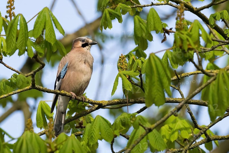 A jay (Garrulus glandarius) sits attentively on a branch surrounded by freshly sprouted leaves of a chestnut tree, Hesse, Germany, Europe