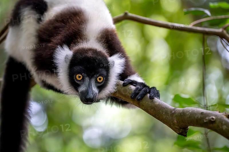 Black-and-white ruffed lemur (Varecia variegata), Le Palmarium reserve, Ambinaninony, Atsinanana, Madagascar, Africa