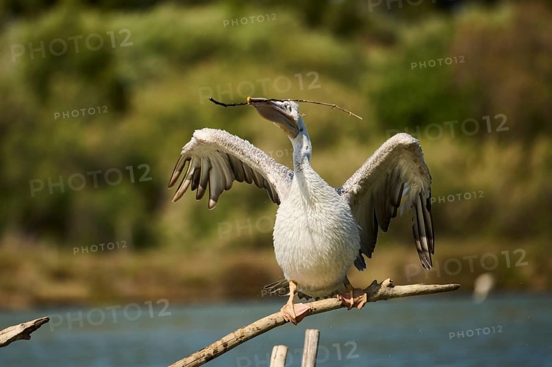 Great white pelican (Pelecanus onocrotalus) sitting, France, Europe