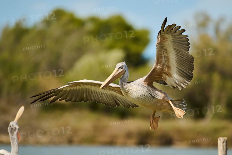 Great white pelican (Pelecanus onocrotalus) landing, France, Europe