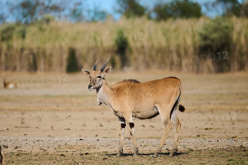 Common eland (Taurotragus oryx) standing in the dessert, captive, distribution Africa
