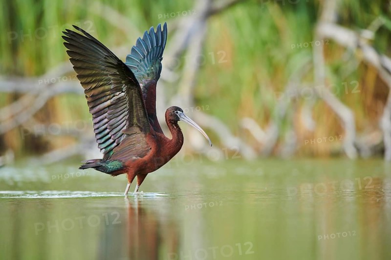 Glossy ibis (Plegadis falcinellus) cleaning its feathers in the water shaking its wings, Camargue, France, Europe