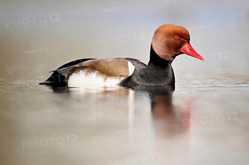 Red-crested pochard (Netta rufina), male swimming, Lake Zug, Switzerland, Europe