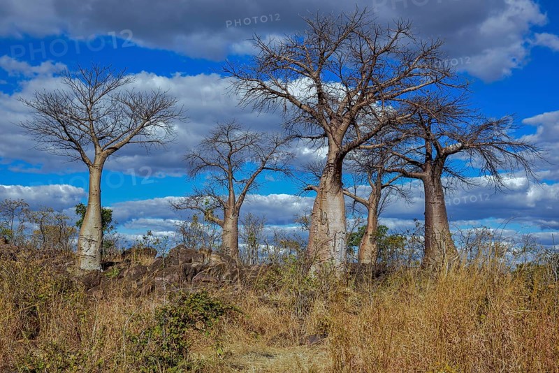 African baobabs (Adansonia digitata), Savuti, Chobe National Park, Bostwana