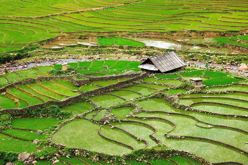 Farm shed in rice field terraces. Near Sapa, Vietnam, Asia