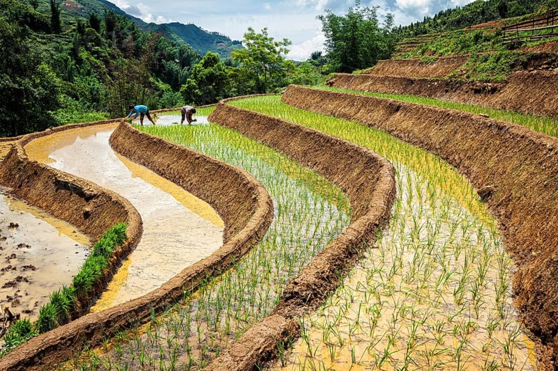 CAT CAT, VIETNAM, JUNE 9, 2011: Vietnamese farmers working in rice field paddy. Vietnam is now one of top world exporters in rice