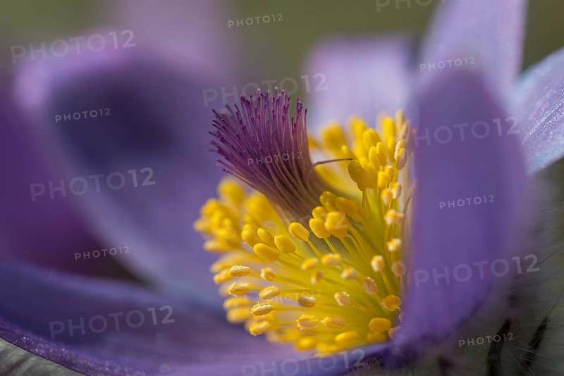 Common Pasque Flower (Pulsatilla vulgaris), Burgenland, Austria, Europe