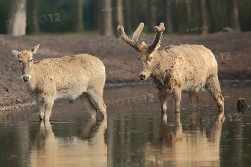 Père david's deer (Elaphurus davidianus), male, female, water, two, captive