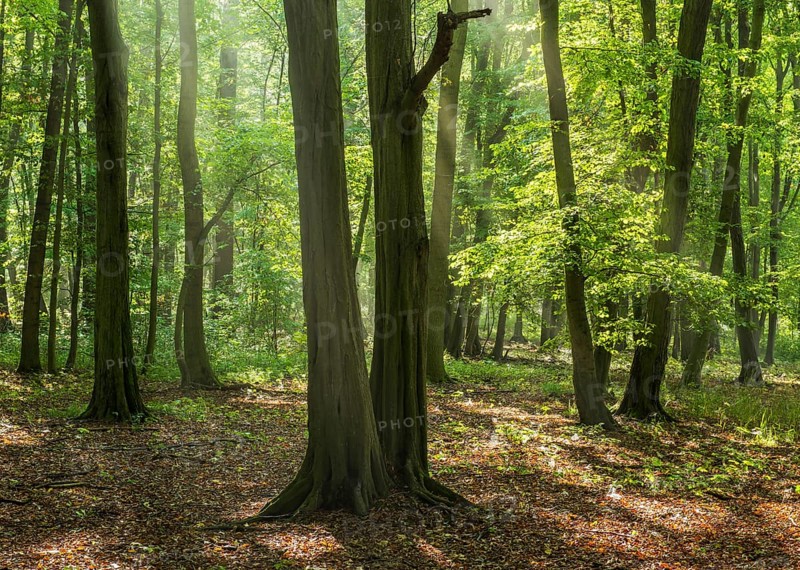Hornbeam forest with sunbeams, Burgenlandkreis, Saxony-Anhalt, Germany, Europe