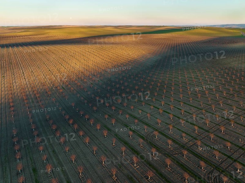 Cultivated young Almond Trees (Prunus dulcis) in the Campiña Cordobesa, the fertile rural area south of the town of Córdoba. in the evening with full moon, aerial view, drone shot, Córdoba province, Andalusia, Spain, Europe