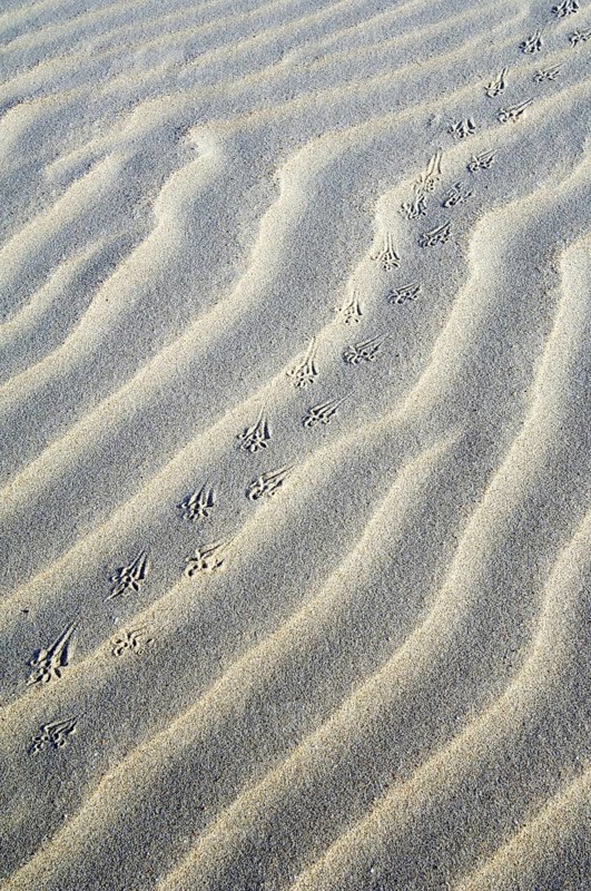 Abstract pattern of sea sand ripples formed by the wind and animal footprints in the dunes