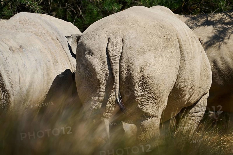Square-lipped rhinoceros (Ceratotherium simum), back, captive, distribution Africa