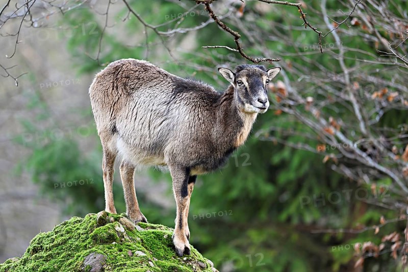 European mouflon (Ovis aries musimon), female standing on rock, captive, Switzerland, Europe