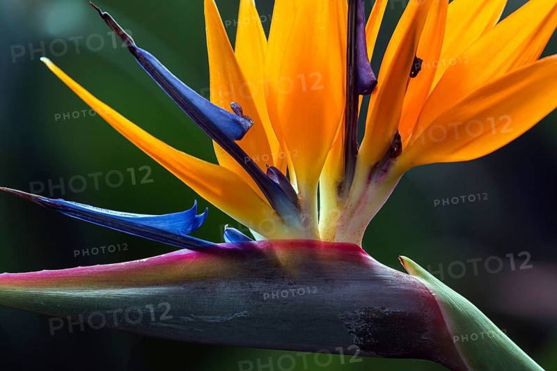 Flower of the Strelitzia (Strelitzia), Madeira, Portugal, Europe
