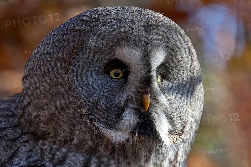 Bearded Owl (Strix nebulosa), captive, Bad Mergentheim Wildlife Park, Baden-Württemberg, Germany, Europe