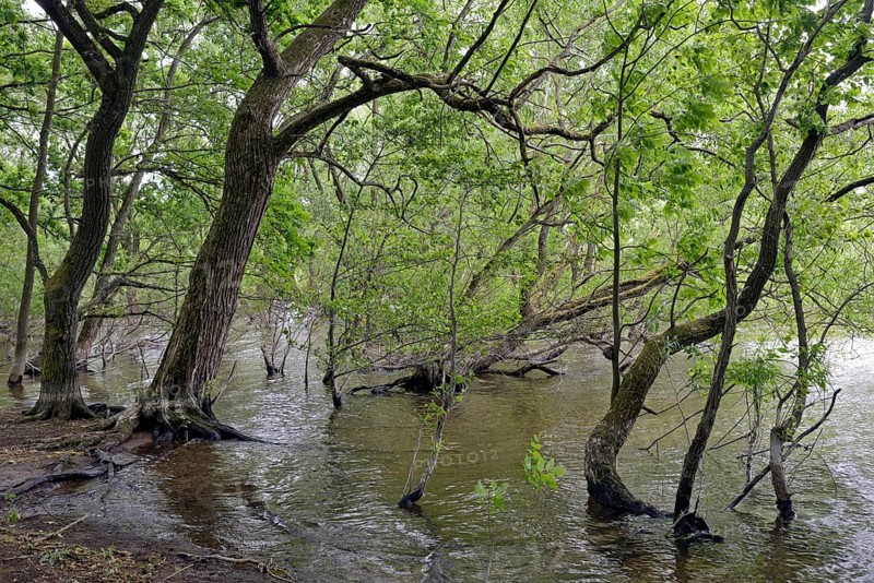 Lake Möhne, deciduous trees on the shore, lapped by the water, Möhne Dam, North Rhine-Westphalia, Germany, Europe