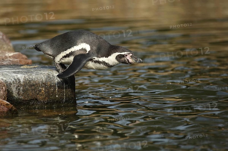 Humboldt penguin (Spheniscus humboldti), shore, standing, jump, water, leap, spectacled penguins (Sphenisciformes), spectacled penguin, Spheniscus, penguins, penguin, Spheniscidae, bird, animal, vertebrate, captive