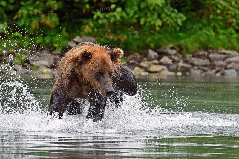 Brown bear (Ursus arctos) hunting for salmon in the water, Lake Clark National Park, Alaska