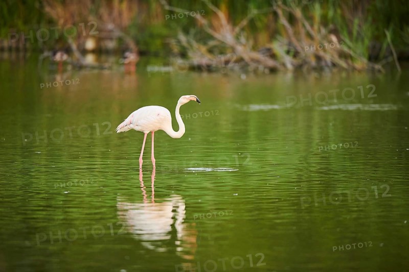 Greater Flamingo (Phoenicopterus roseus) standing in the water, drinking, Parc Naturel Regional de Camargue, France, Europe