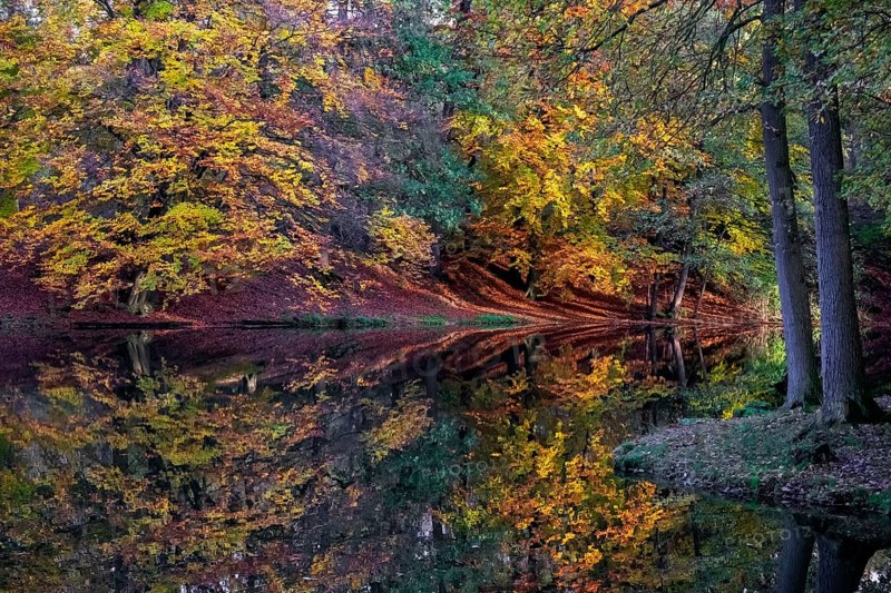 Ponds at Homborn, nature reserve, Homborn Valley, Borken, Münsterland, North Rhine-Westphalia, Germany, Europe
