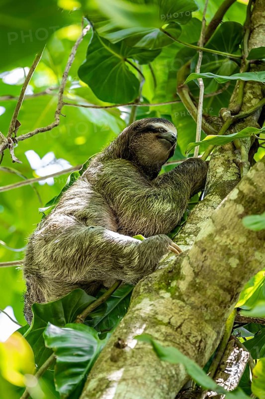 Brown-throated sloth (Bradypus variegatus) climbing a tree, Cahuita National Park, Costa Rica, Central America