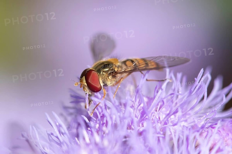 Common hoverfly (Eupeodes corollae) adult insect feeding on garden flower in summer, England, United Kingdom, Europe