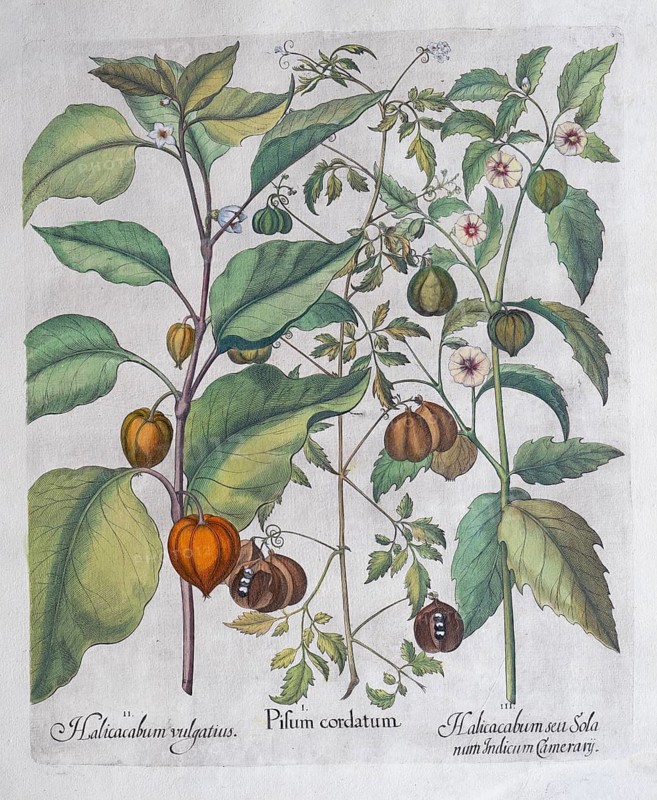 Bladder cherry or lampion flower (Physalis Alkekengi), balloon plant or heart seed (Cardiospermum Halicacabum), bladder cherry, Cape gooseberry or lampion flower (Physalis Spec.), hand-coloured copperplate engraving by Basilius Besler, from Hortus Eystettensis, 1613