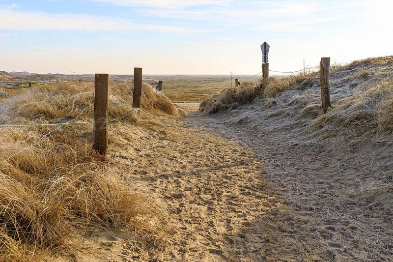Path in the dune landscape, Norderney, Lower Saxony, Germany, Europe