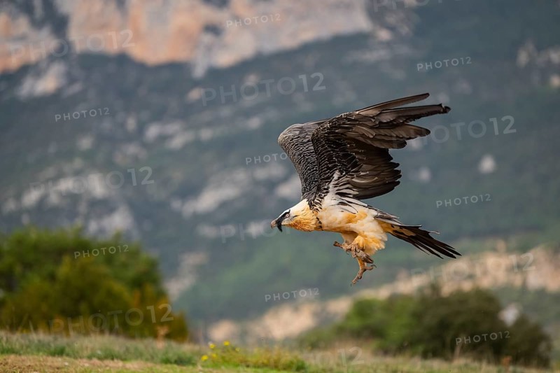 Bearded Vulture (Gypaetus barbatus) adult bird in flight with mountains in the backround, Pyrenees, Lleida, Spain, Europe