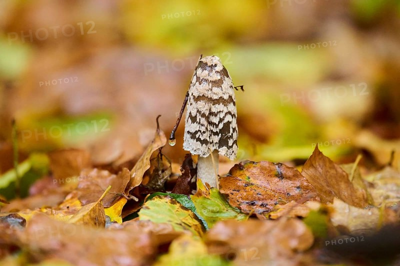 Magpie mushroom (Coprinopsis picacea) growing in a forest in autmn, Bavaria, Germany, Europe