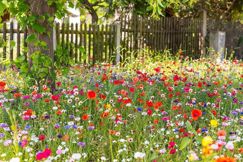 Colourful and species-rich flowering meadow in bloom, Saxony, Germany, Europe