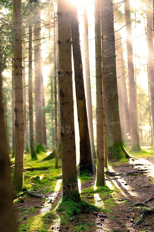 Rays of light fall through the canopy into a moss-covered forest, Unterhaugstett, Black Forest, Germany, Europe