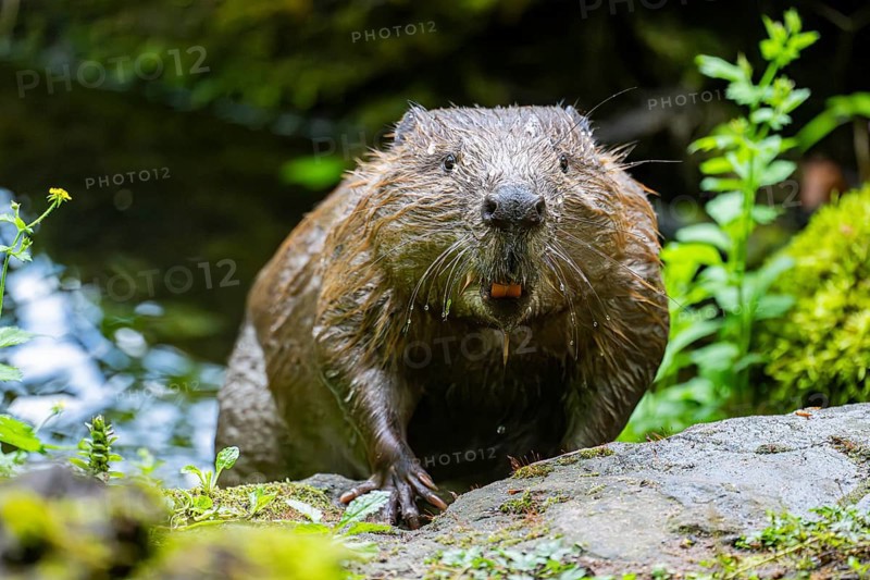 Eurasian beaver (Castor fiber) on the ground in the evening, Bavaria, Germany, Europe
